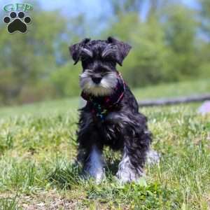 James, Miniature Schnauzer Puppy
